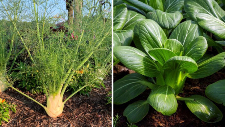 Keep These 20 Plants Away from Your Tomatoes (Your Garden Will Thank You)