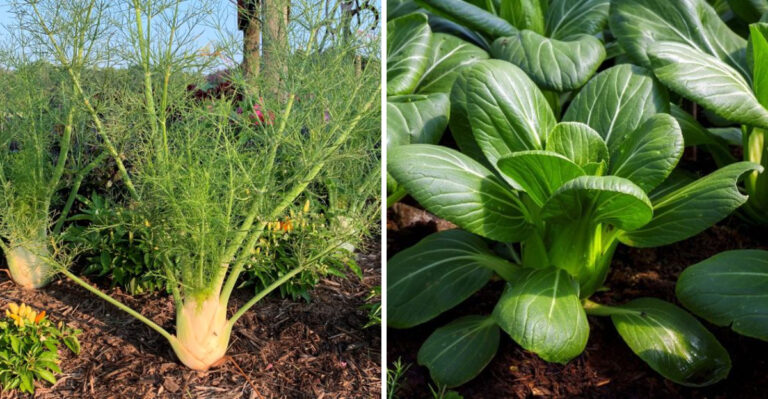 Keep These 20 Plants Away from Your Tomatoes (Your Garden Will Thank You)