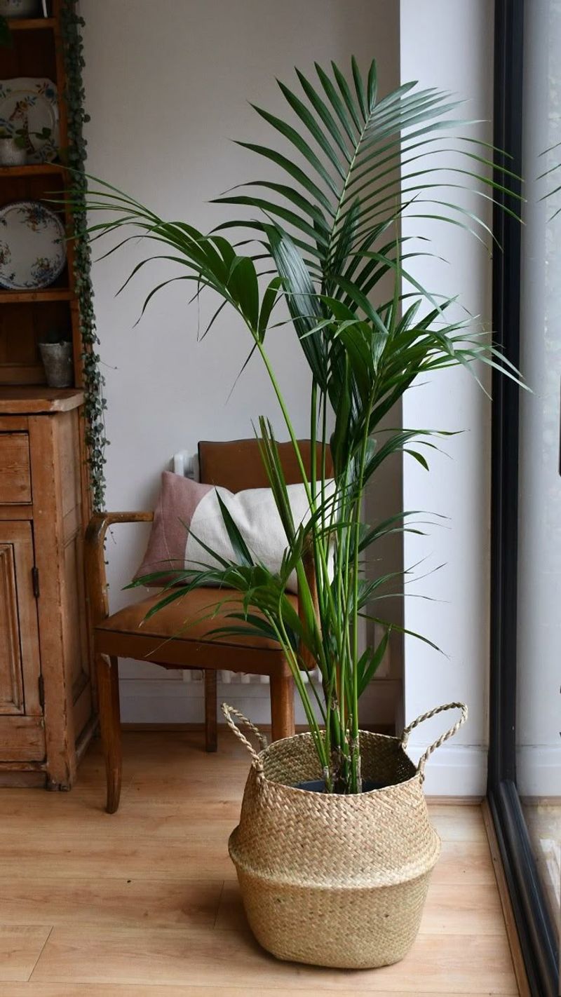 Kentia Palm