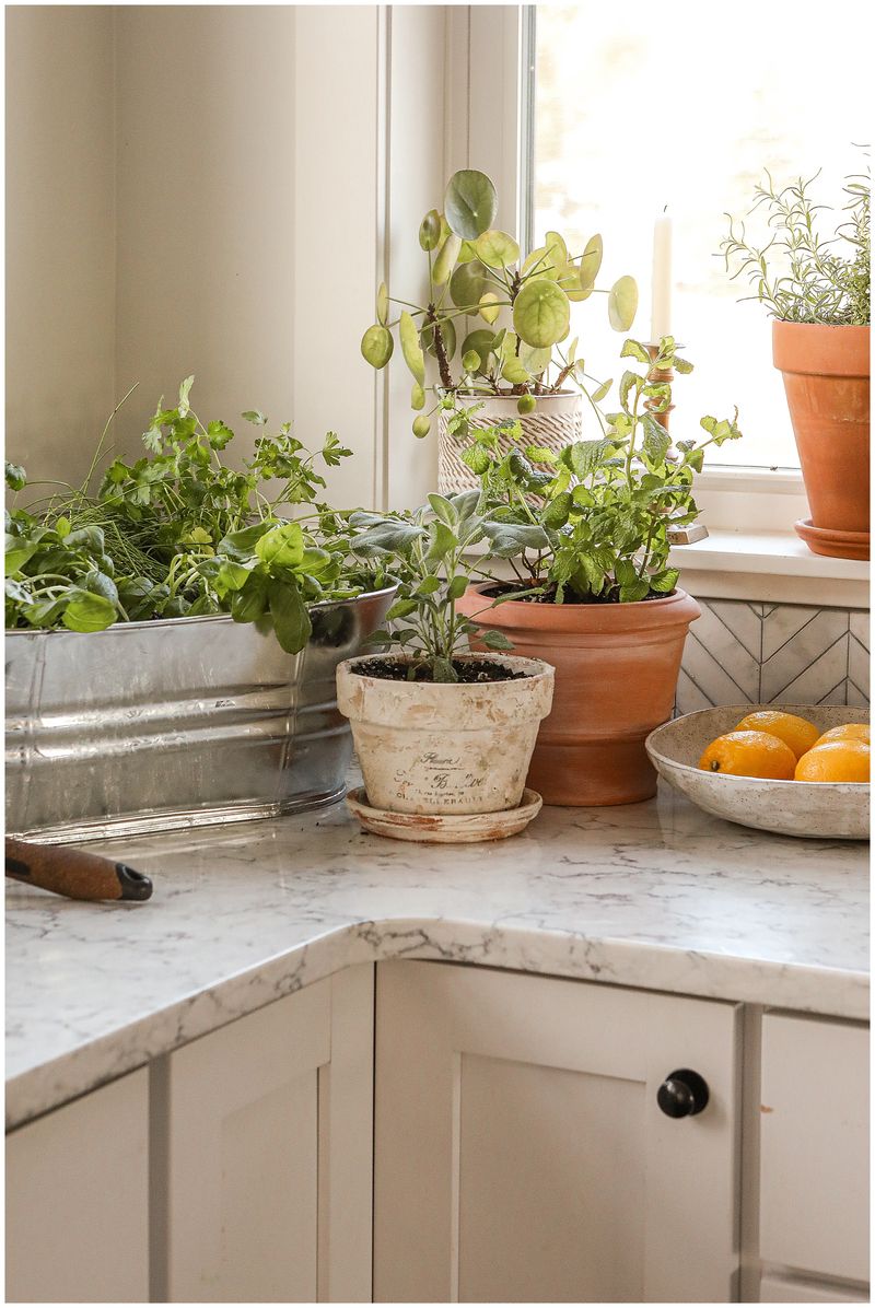 Kitchen Herb Garden