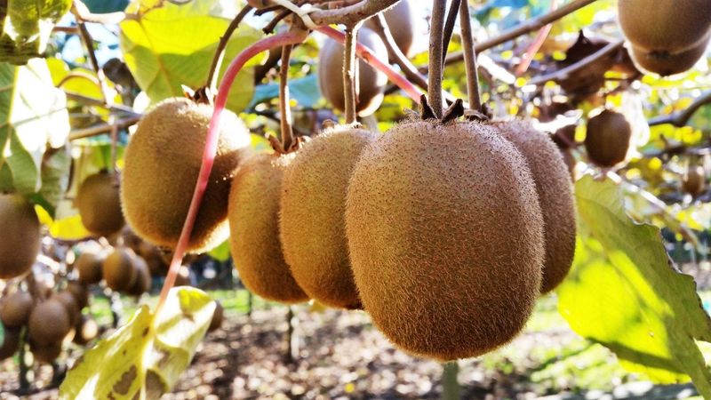 Kiwi
