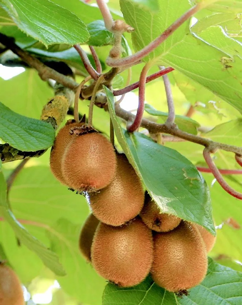 Kiwifruit