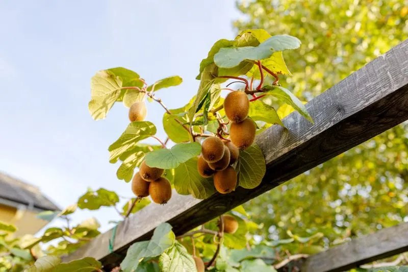 Kiwifruit