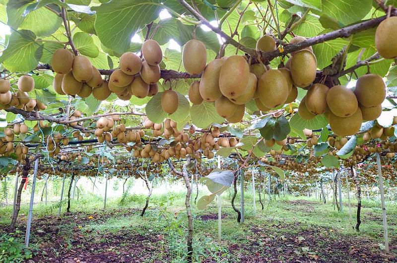 Kiwis