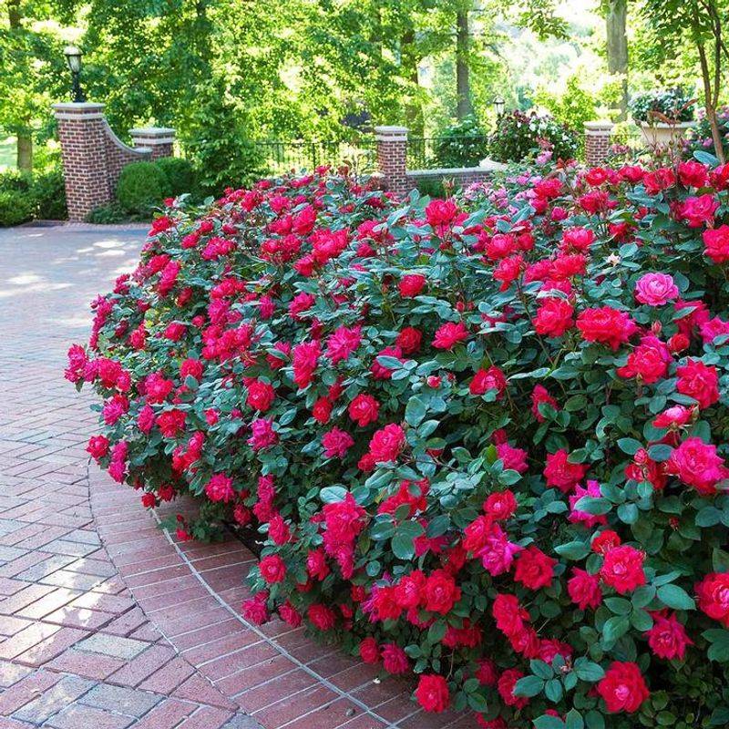 Knock Out Rose