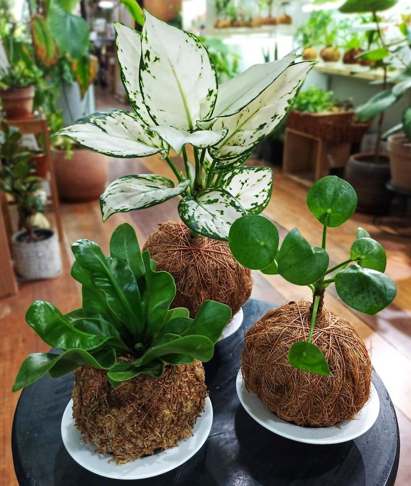 Kokedama