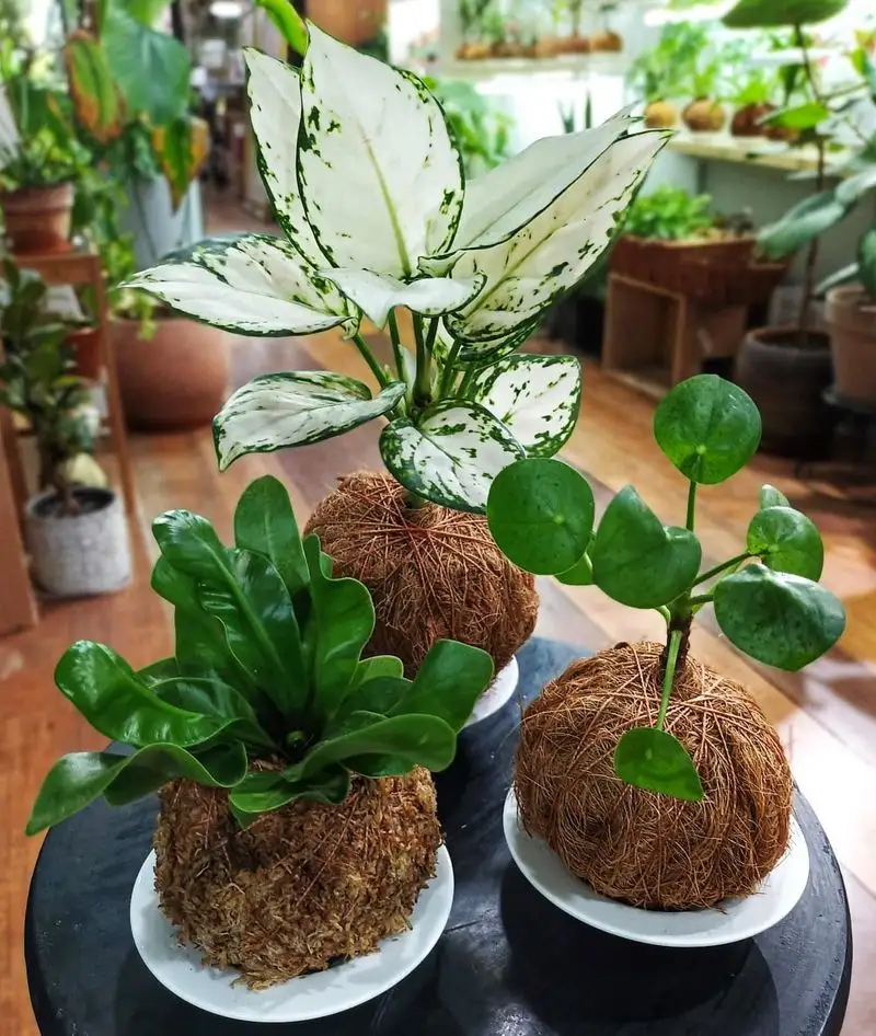 Kokedama