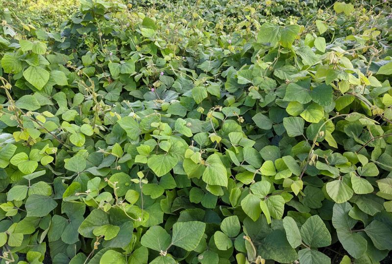 Kudzu