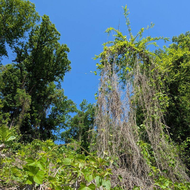 Kudzu