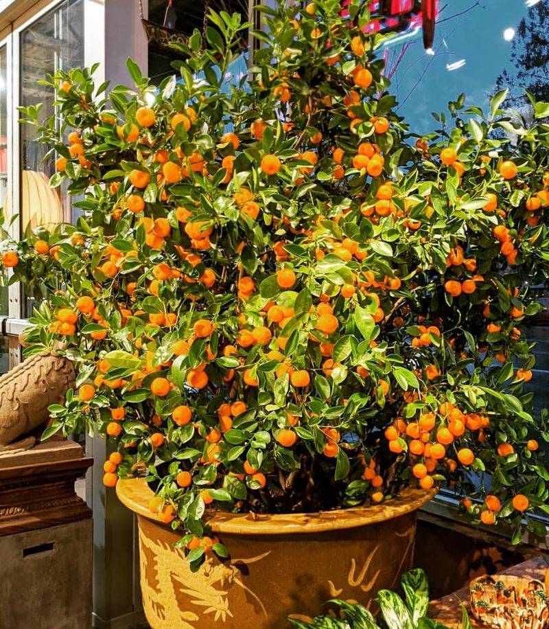 Kumquat Tree