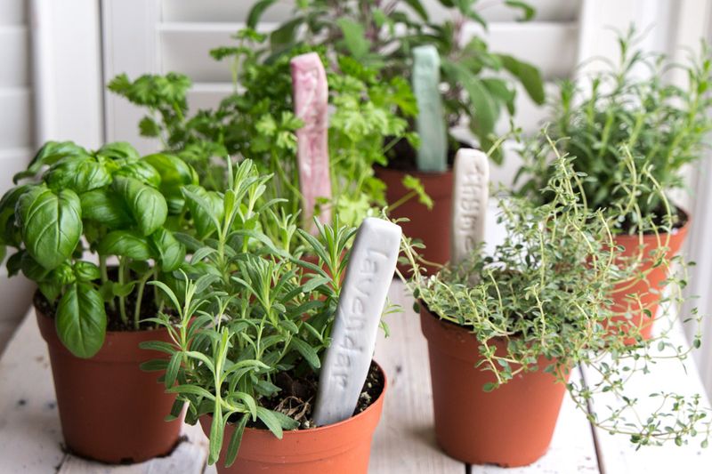 Labeling Plants