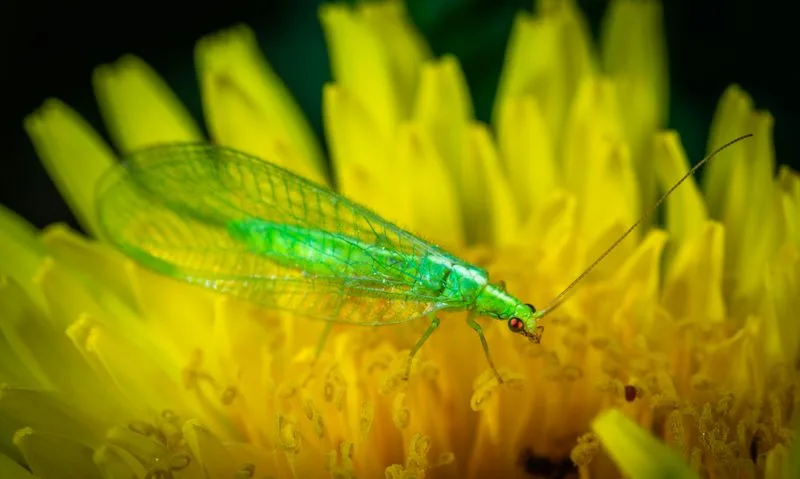 Lacewing