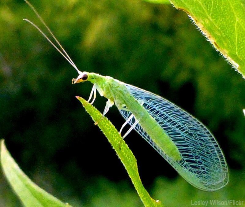 Lacewings