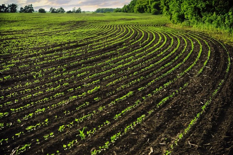 Lack of Crop Rotation