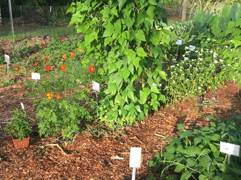 Lack of Plant Diversity