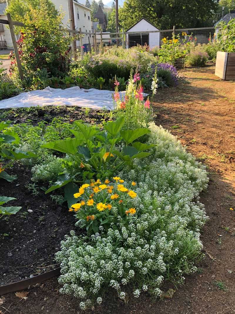 Lack of Pollinators