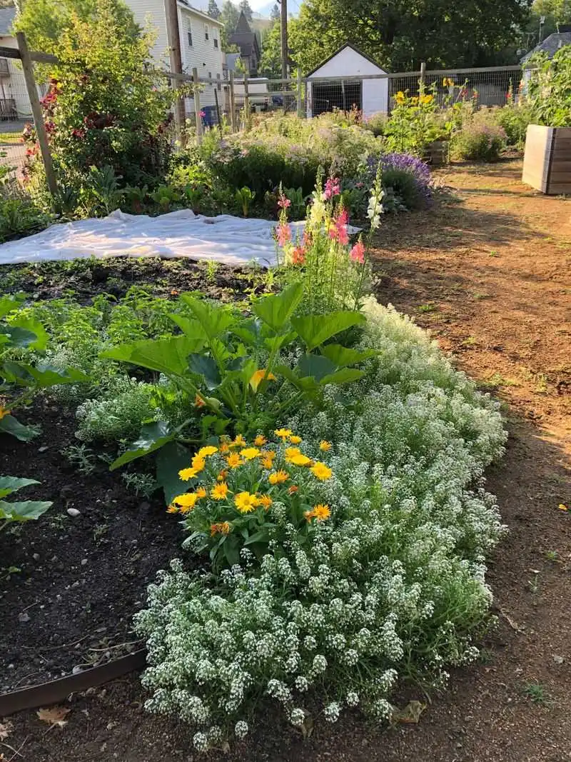 Lack of Pollinators