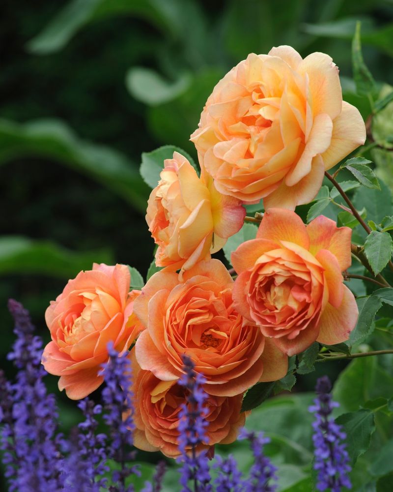Lady of Shalott Rose