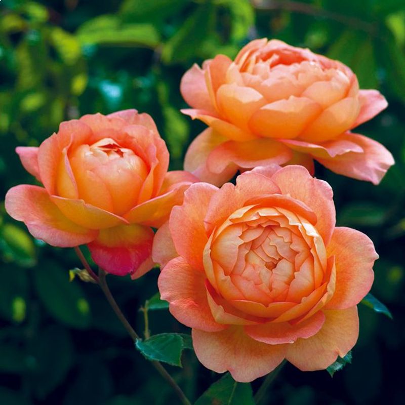 Lady of Shalott