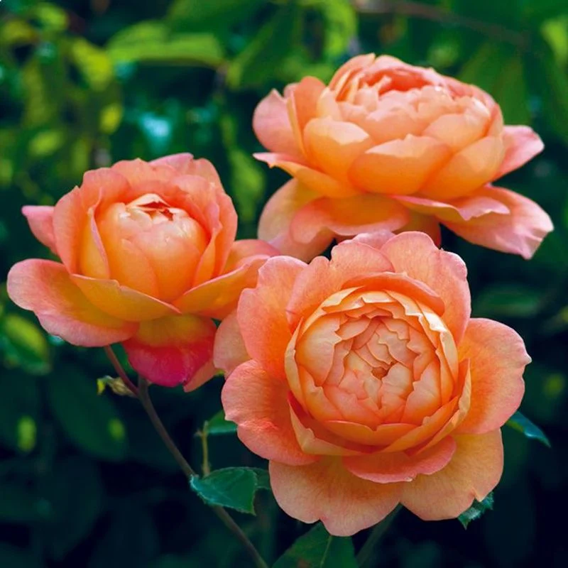 Lady of Shalott