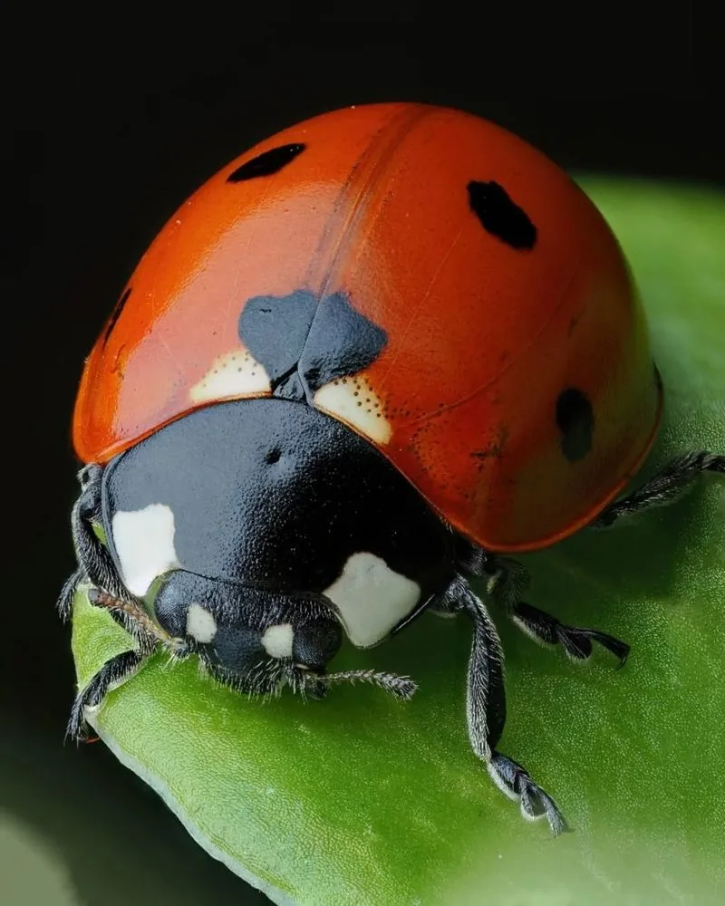 Ladybug