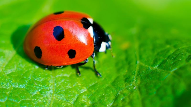 Ladybugs