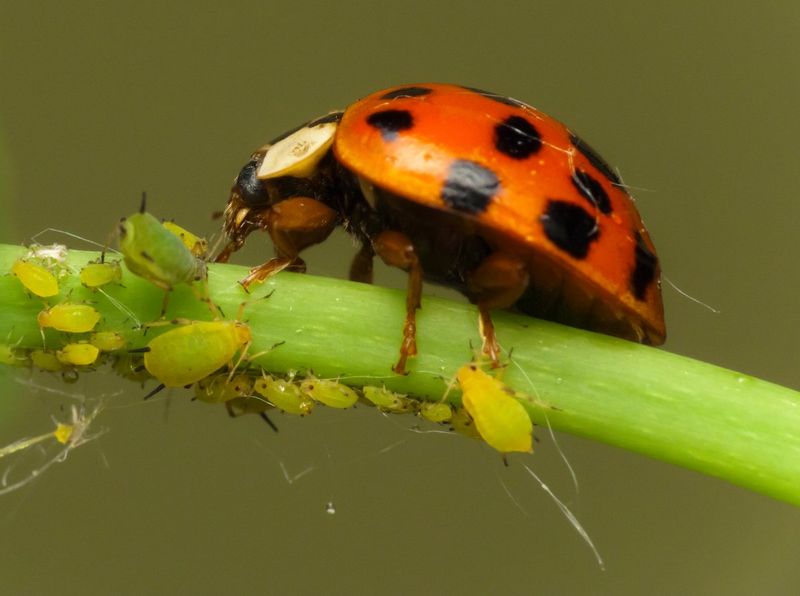 Ladybugs