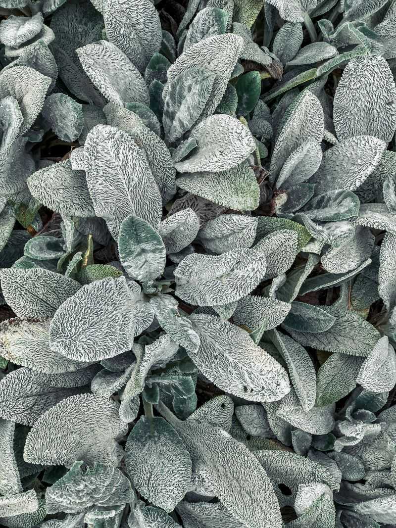 Lamb's Ear