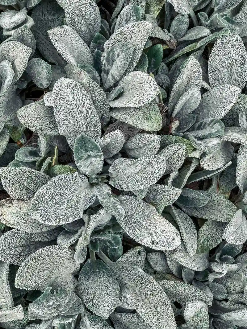 Lamb's Ear