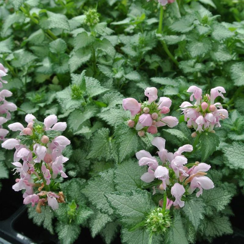 Lamium