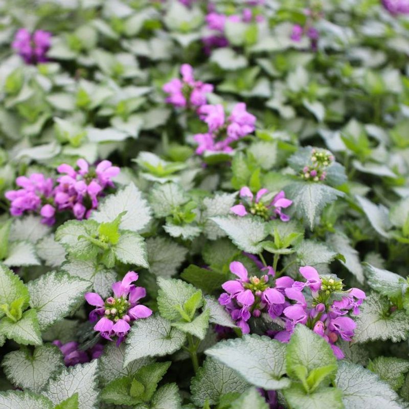 Lamium