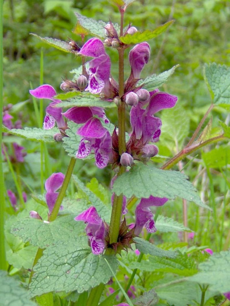 Lamium (Lamium maculatum)