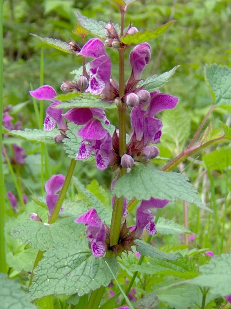 Lamium (Lamium maculatum)