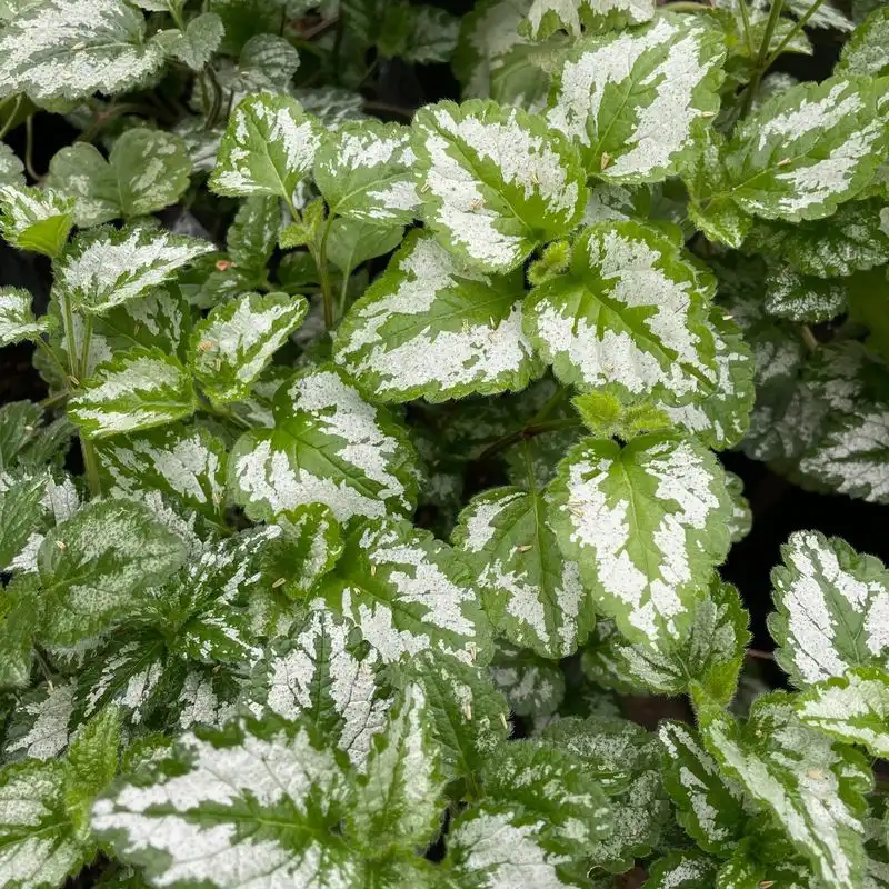 Lamium