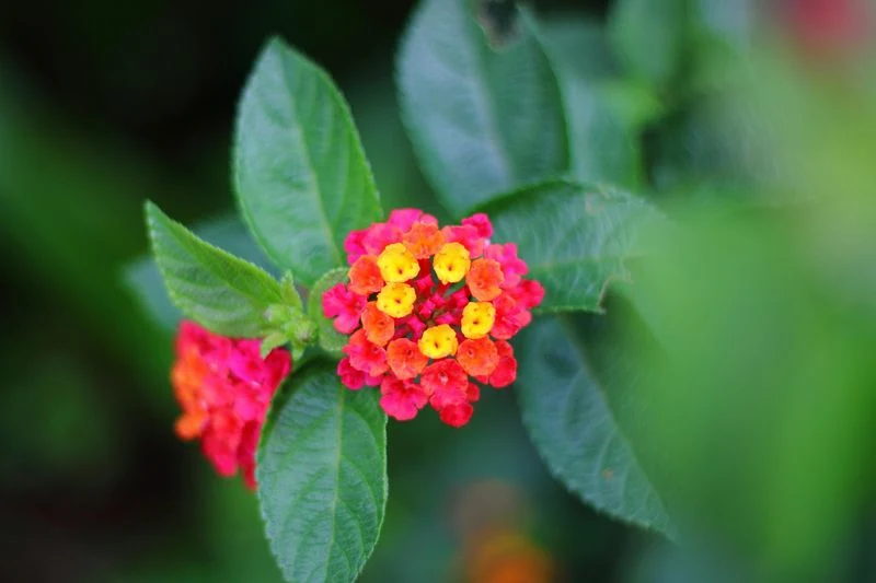 Lantana