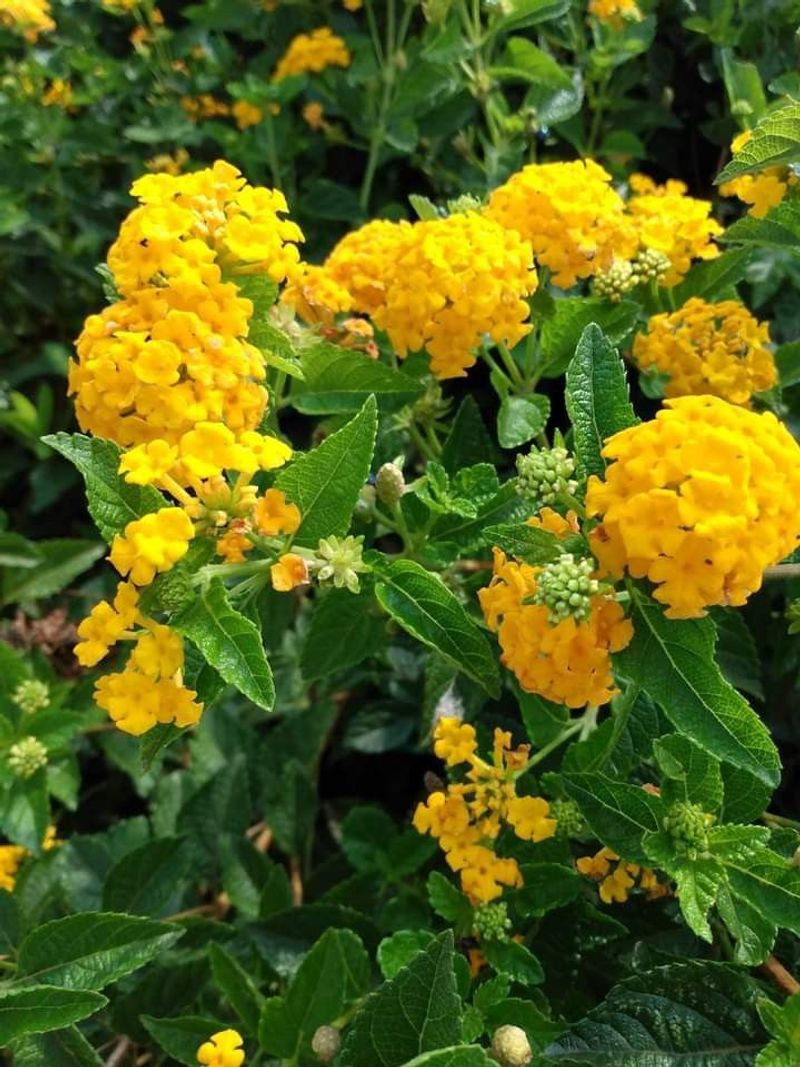 Lantana