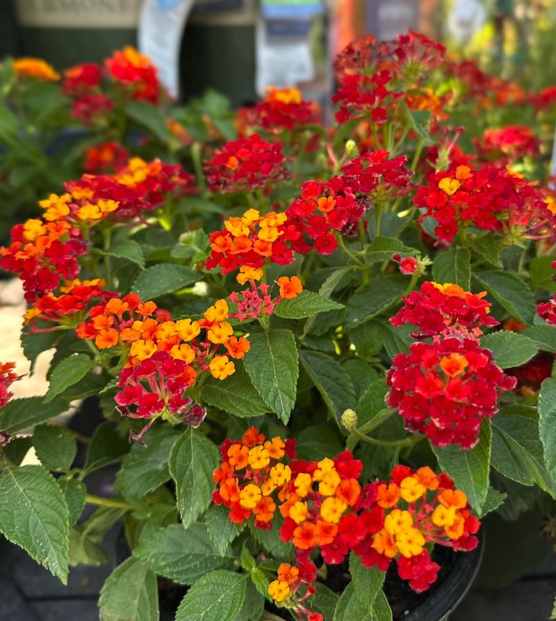 Lantana