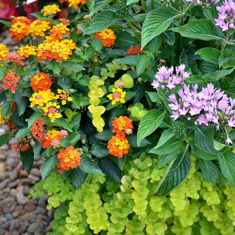 Lantana