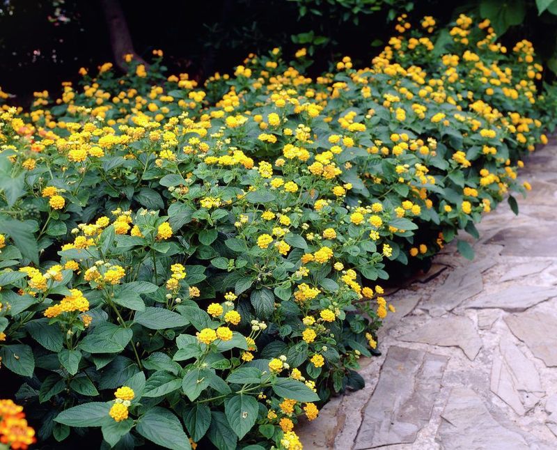 Lantana
