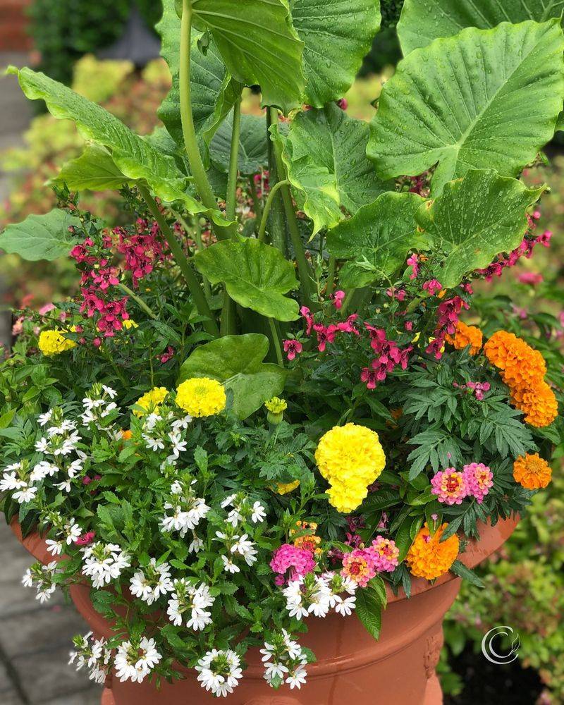 Lantana