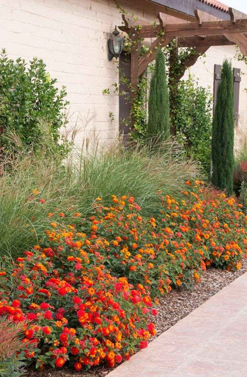 Lantana