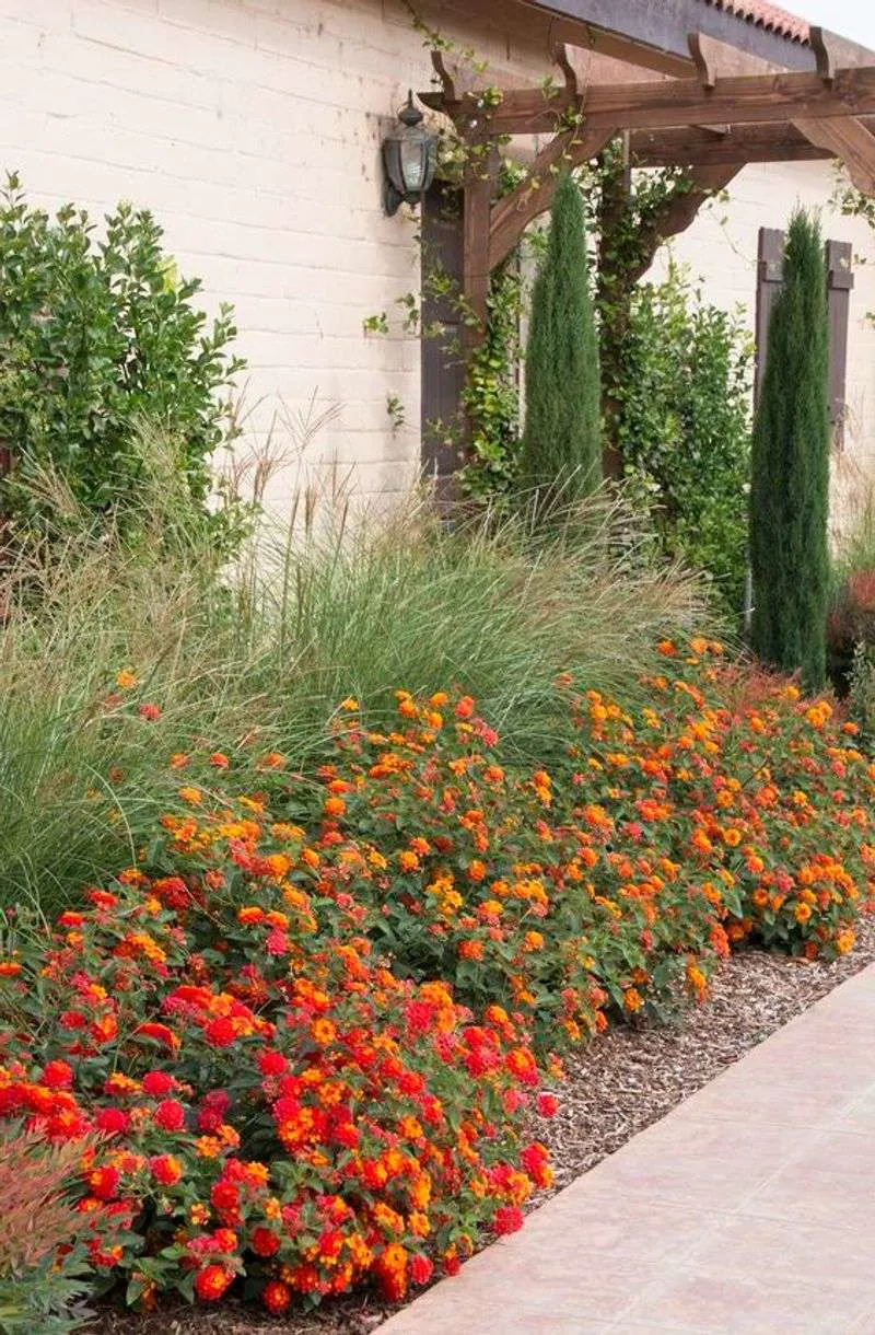 Lantana