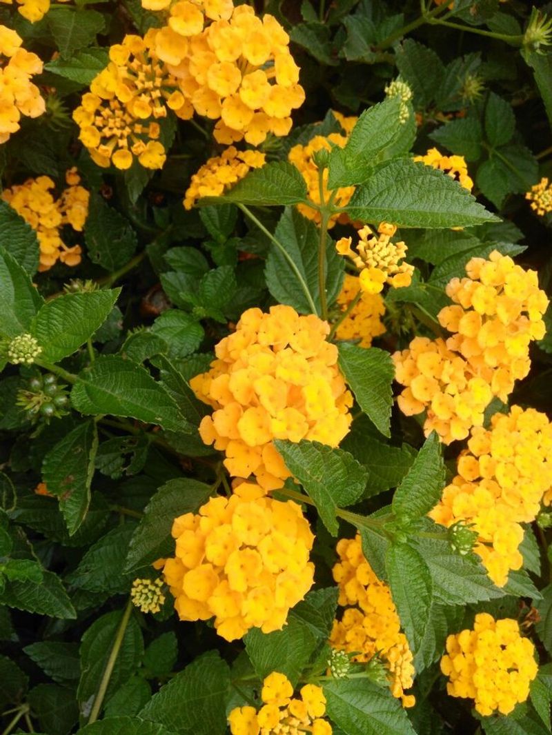 Lantana