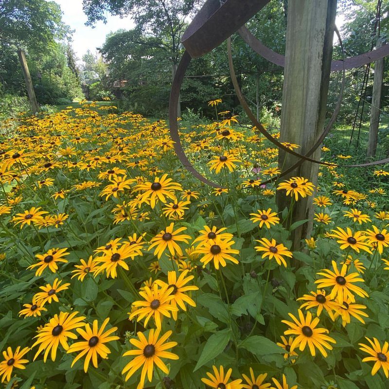 Black-Eyed Susan (Rudbeckia)