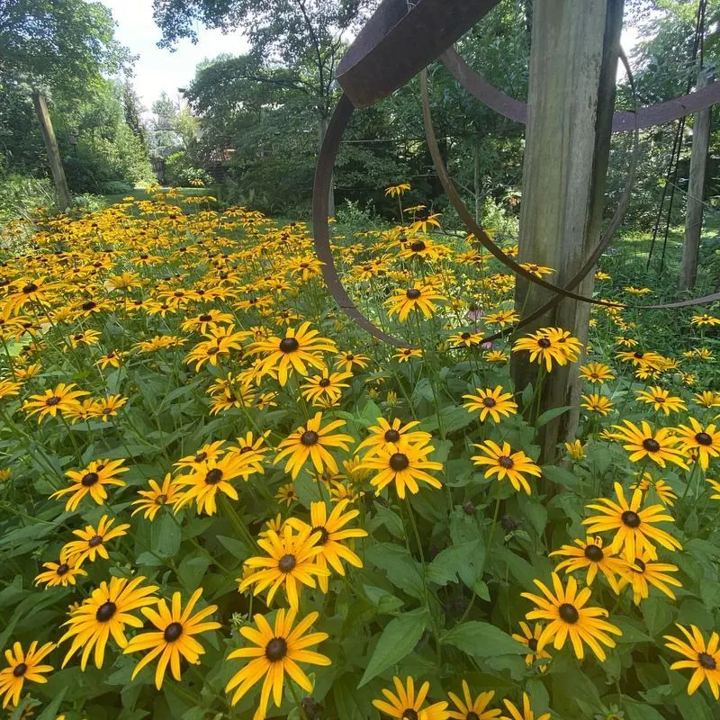Black-Eyed Susan (Rudbeckia)