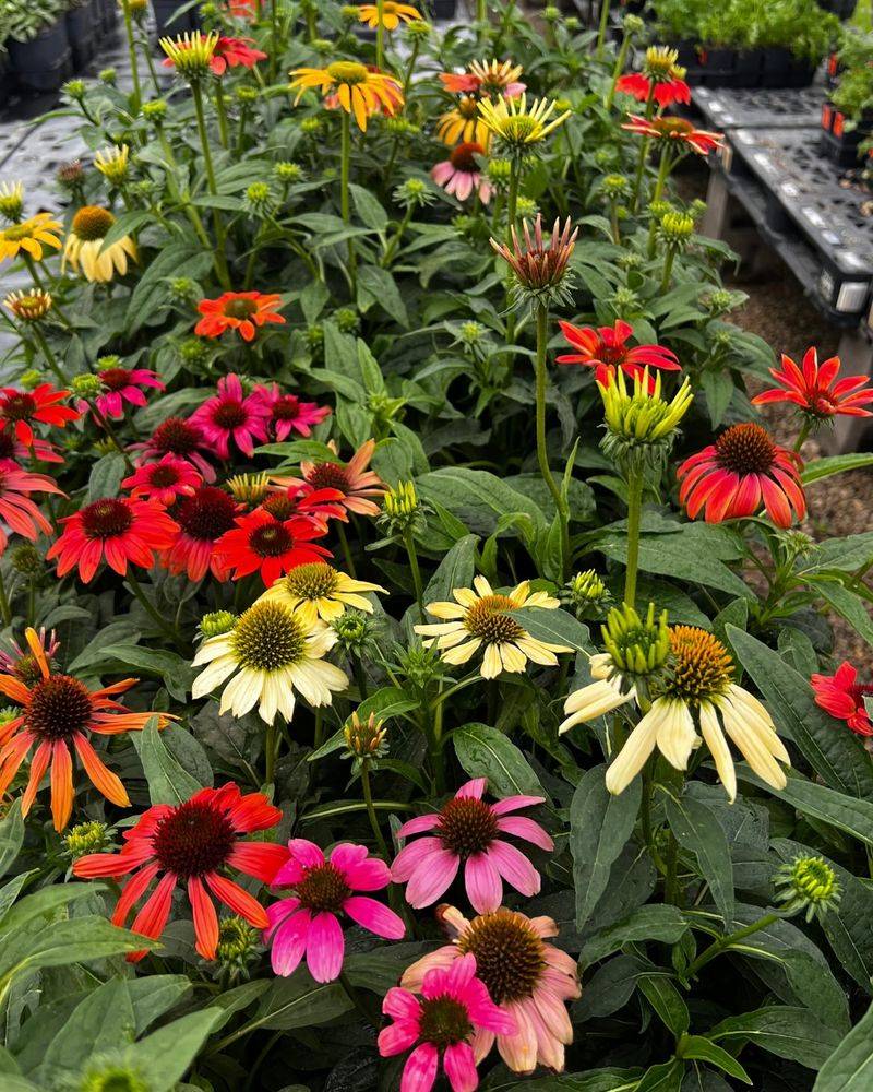 Coneflower (Echinacea ‘Cheyenne Spirit’ mix)