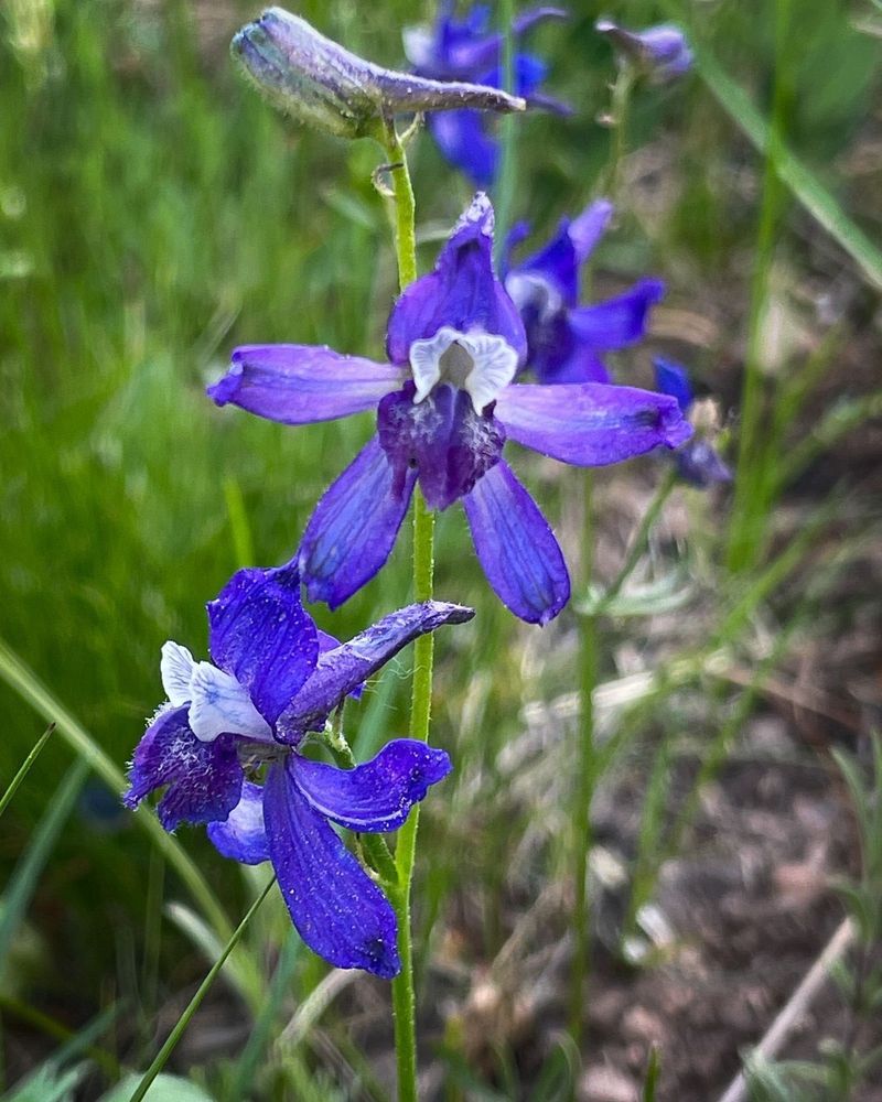 Larkspur
