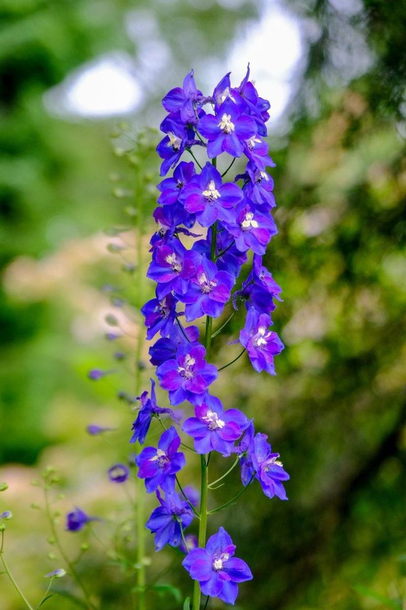 Larkspur