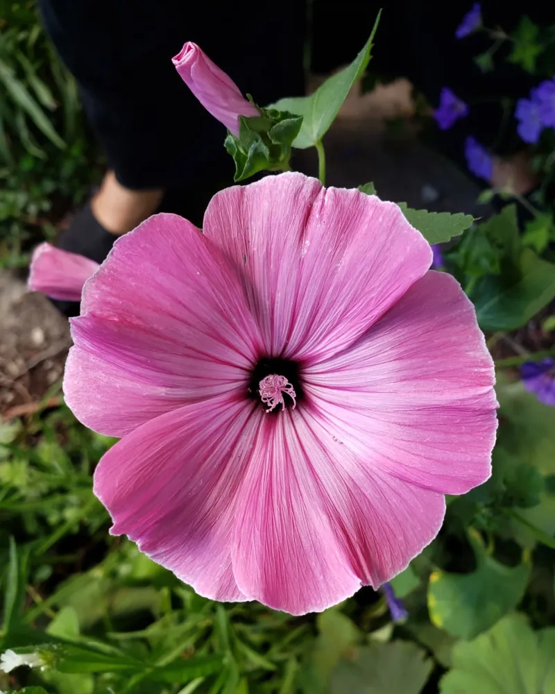 Lavatera