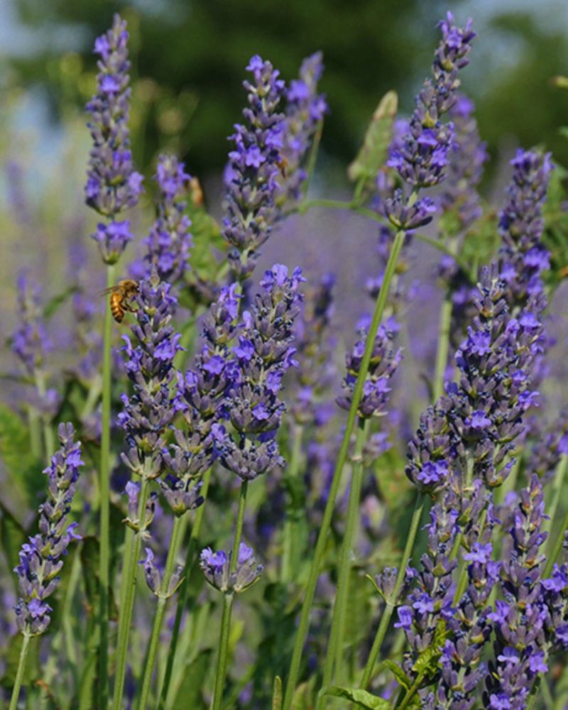 Lavender
